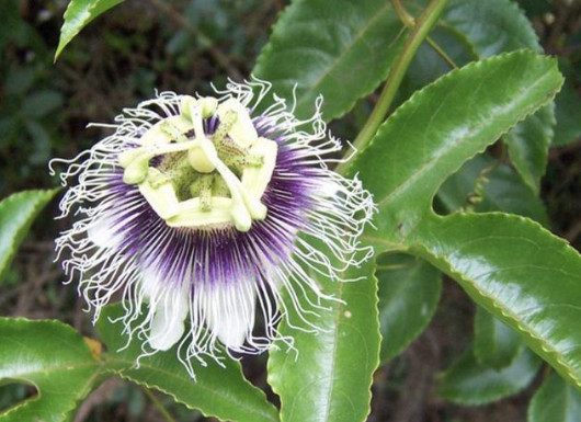 百香果在夏天能种植吗? 百香果在夏天能种植吗?