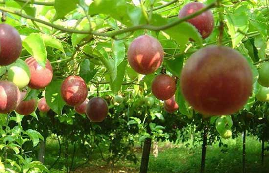 夏季如何进行百香果挂果管理 夏季如何进行百香果挂果管理