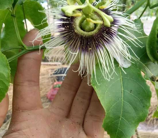 百香果蓟马用药防治方法 百香果蓟马用药防治方法