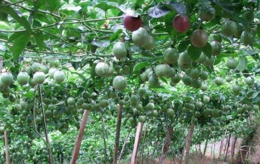 百香果一年一种是否更划算呢 百香果一年一种是否更划算呢