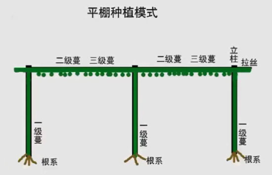 平棚式种植模式 平棚式种植模式