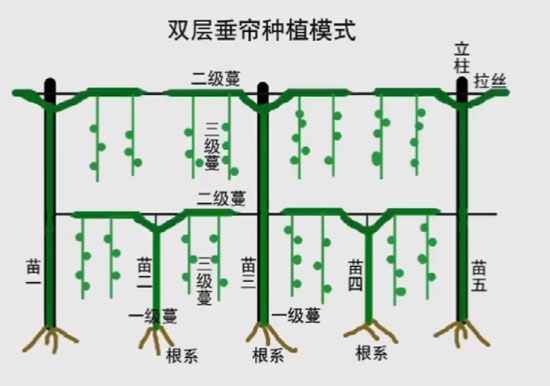 双层垂帘种植模式