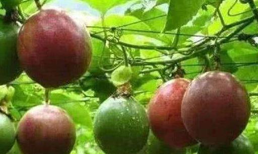 提高百香果产量和品质的要素 提高百香果产量和品质的要素