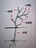 区分百香果的主蔓、一级蔓、二级蔓和三级蔓(图示)