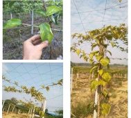 黄金百香果种植中的“黄化”现象的处理方法