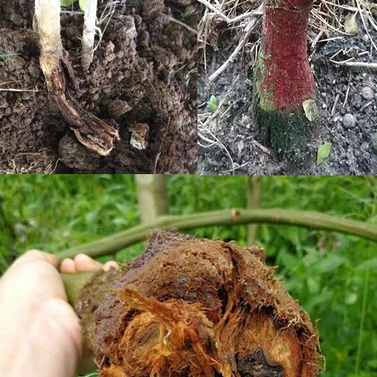 高温多雨天气,百香果需要注意哪些病毒防治 高温多雨天气,百香果需要注意哪些病毒防治