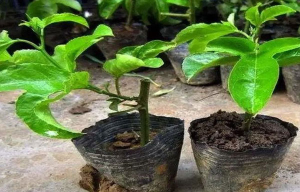 如何挑选百香果嫁接苗进行种植 如何挑选百香果嫁接苗进行种植