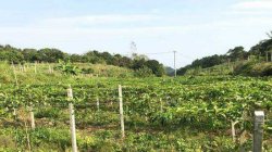 冬天来了，对百香果的种植管理有哪些技术要求吗？