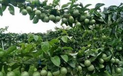疫情对百香果种植户有没有影响呢？
