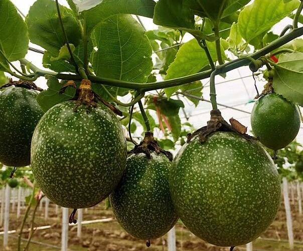 满天星百香果的种植方法 满天星百香果的种植方法