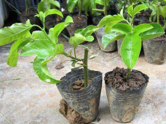 百香果哪个季节种植最好?怎么种? 百香果哪个季节种植最好?怎么种?