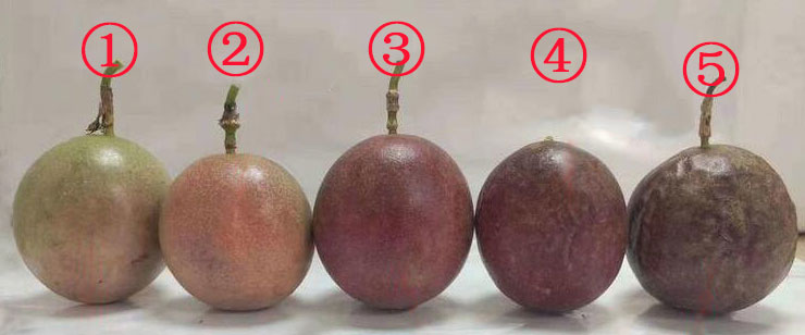 百香果什么时候摘最好? 百香果什么时候摘最好?