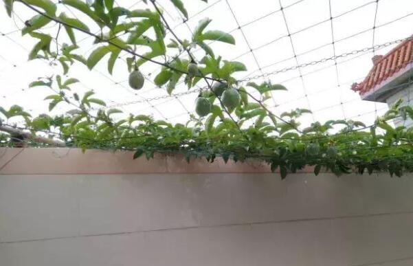 百香果阳台种植