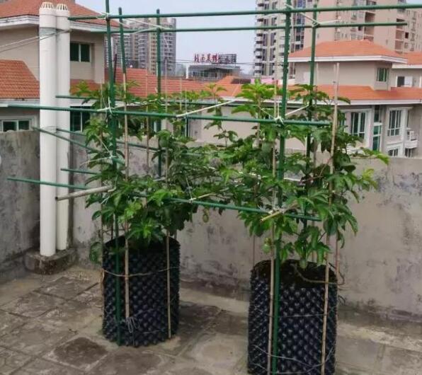 百香果阳台种植