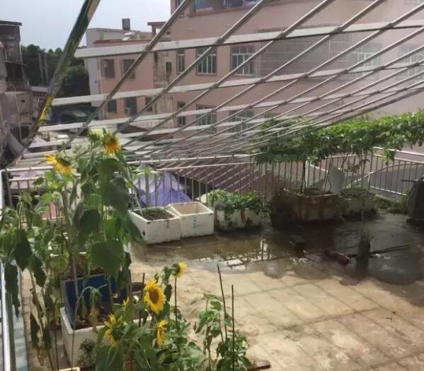 百香果阳台种植