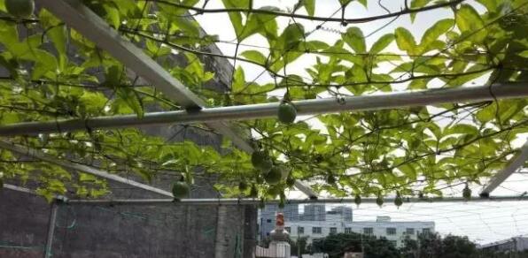 百香果阳台种植