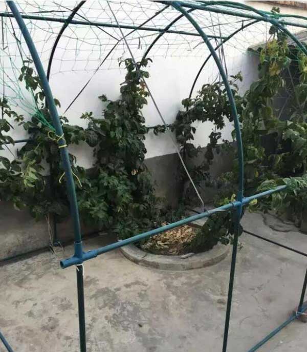 百香果阳台种植