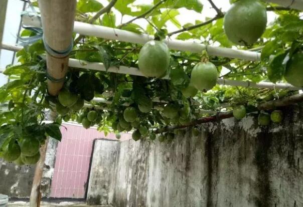 百香果阳台种植