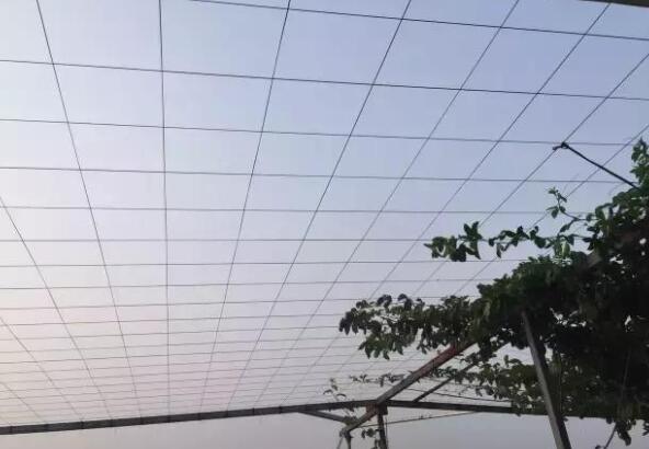 百香果阳台种植