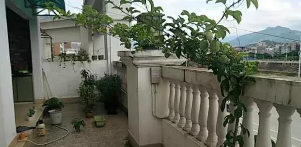 百香果阳台种植