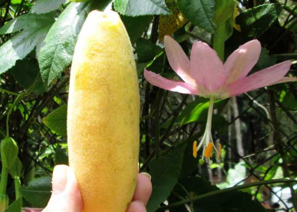 香蕉百香果甜吗,好不好种植的 香蕉百香果甜吗,好不好种植的