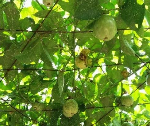 百香果花叶病用什么药 百香果花叶病用什么药