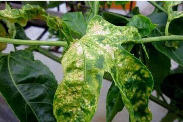百香果花叶病用什么药 百香果花叶病用什么药