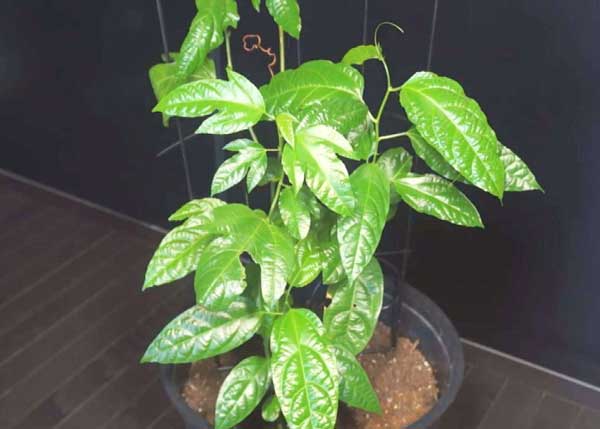 百香果阳台种植怎么搭棚才便宜 百香果阳台种植怎么搭棚才便宜