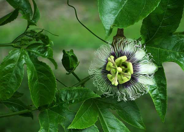 百香果开完花就掉是什么原因 百香果开完花就掉是什么原因