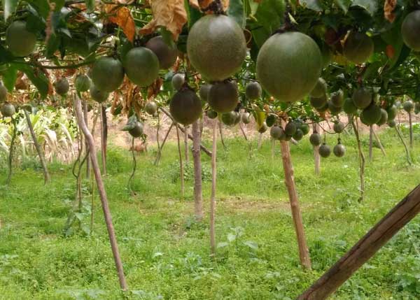 百香果用什么除草剂不伤果苗 百香果用什么除草剂不伤果苗
