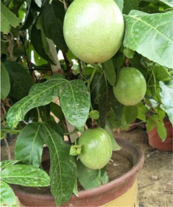 怎么在家里种植百香果