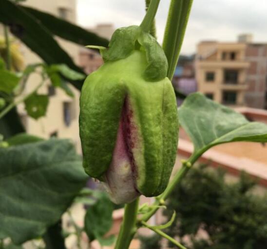 百香果从花苞到开花要多久 百香果从花苞到开花要多久