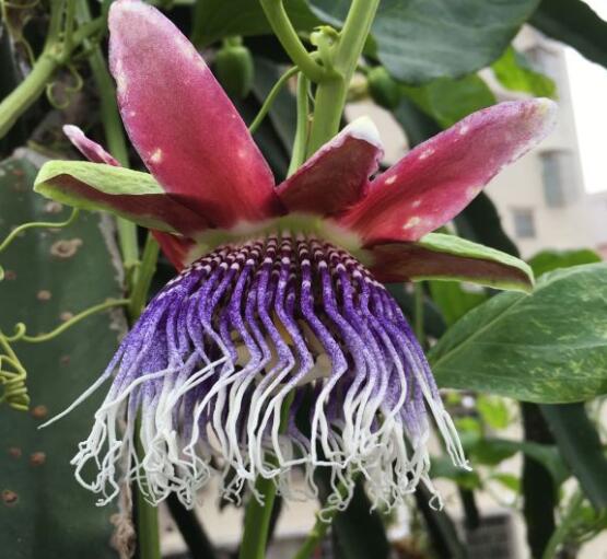 百香果从花苞到开花要多久 百香果从花苞到开花要多久