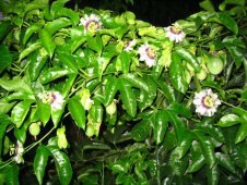 百香果开花下雨怎么办