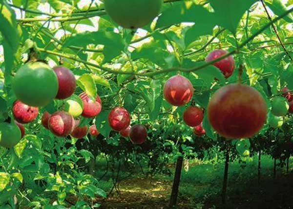 百香果结果时能施肥吗 百香果结果时能施肥吗