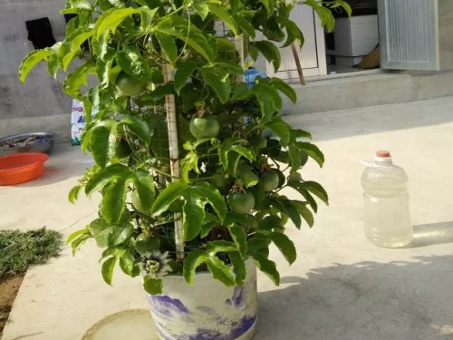 盆栽百香果的养殖方法和注意事项 盆栽百香果的养殖方法和注意事项