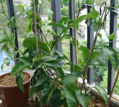盆栽百香果冬季如何管理 盆栽百香果冬季如何管理
