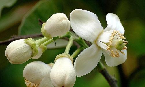 柚子树什么时候开花