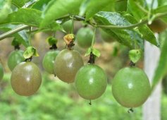 百香果一亩除掉成本有多少利润