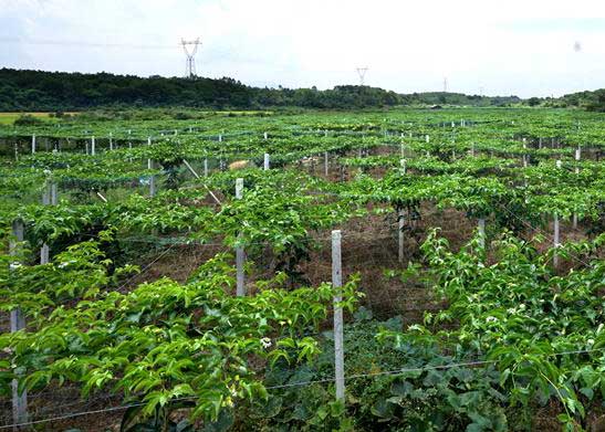 百香果间距多少种一棵