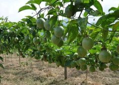 百香果最佳种植方法是什么