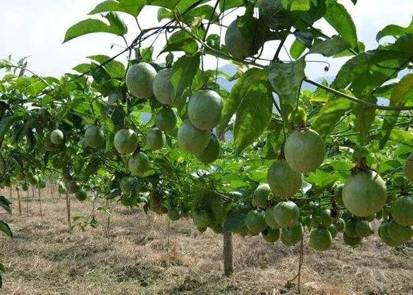百香果最佳种植方法