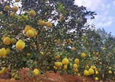 沙田柚高产种植技术和管理方法
